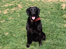 Daughter of 2XNAFC 2XCNAFC Ebonstar Lean Mac - Zoey