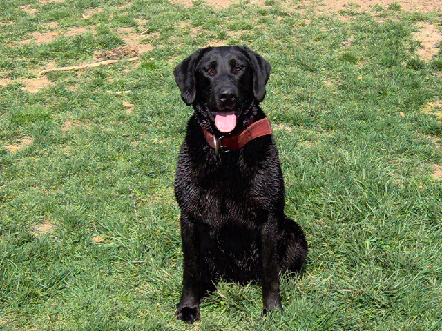 Daughter of 2XNAFC 2XCNAFC Ebonstar Lean Mac - Zoey