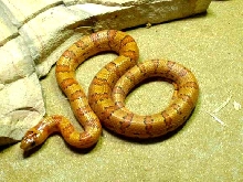 Orange Leonis Thayeri