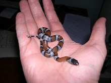 Blackheaded 277