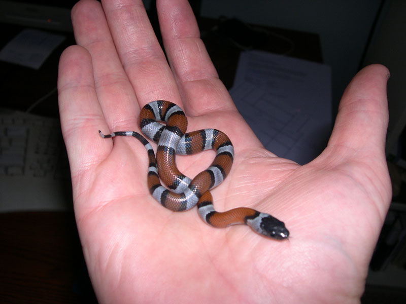 Blackheaded 277