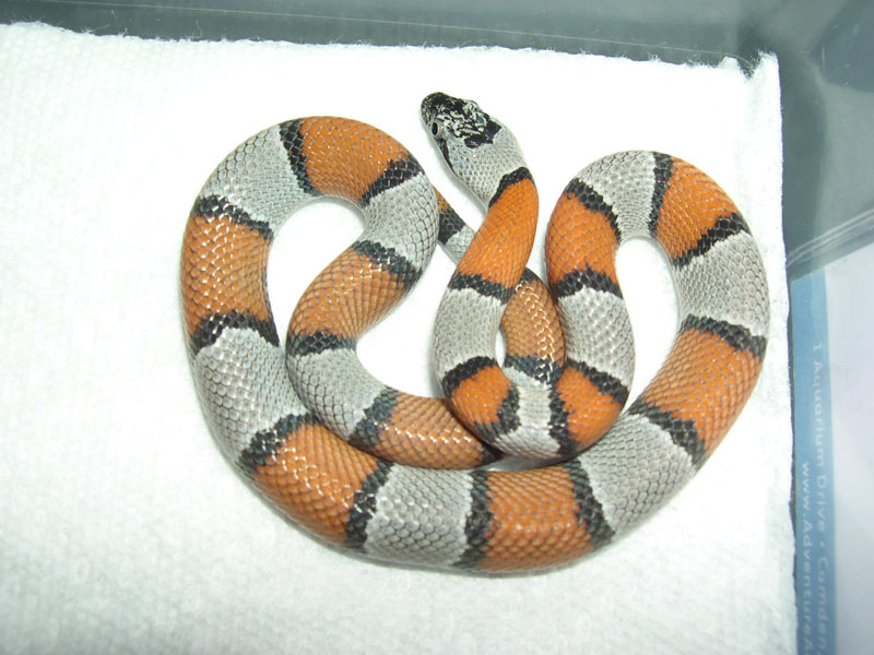 Nonlocality 7-31-06