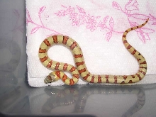 '05 male yellow thayeri 2