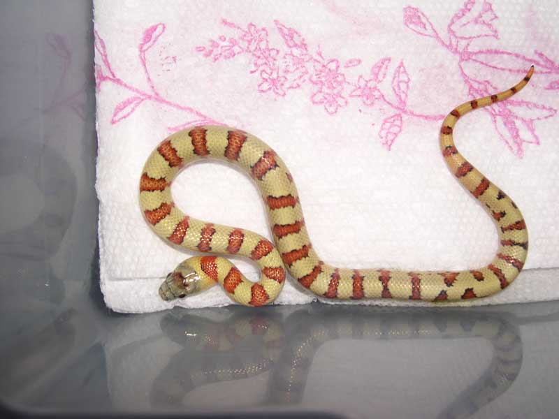 '05 male yellow thayeri 2