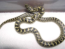 '05 speckled king with chain pattern
