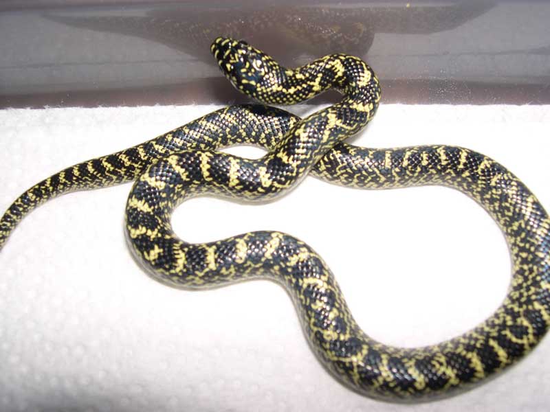 '05 speckled king with chain pattern