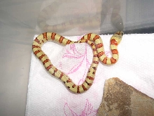 '05 male yellow thayeri