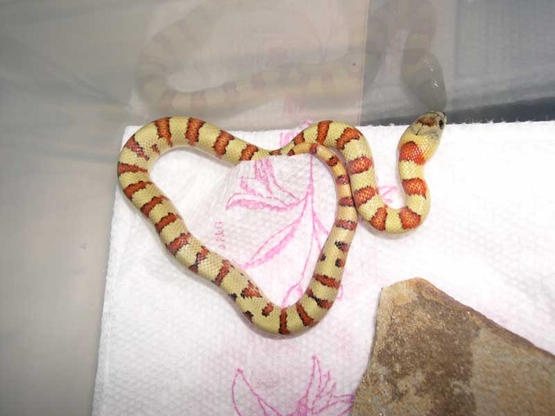 '05 male yellow thayeri