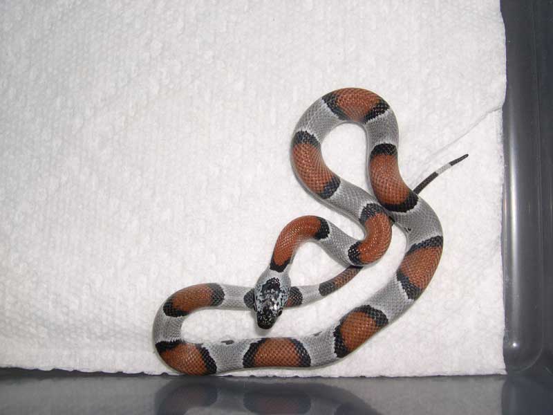 '05 277 blairs phased alterna