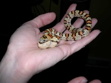 Thayeri female