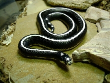 Striped cali female