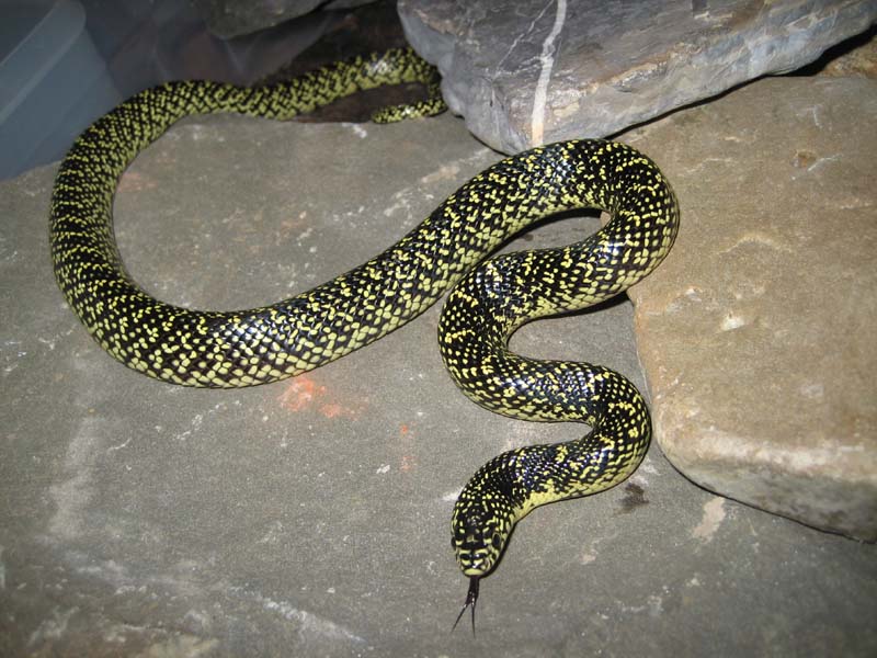 SK0504