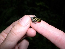 Amazonian Poison Frog