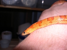 orange leonis thayeri