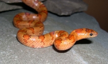 Nice orange leonis female