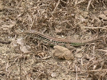 mystery lizard