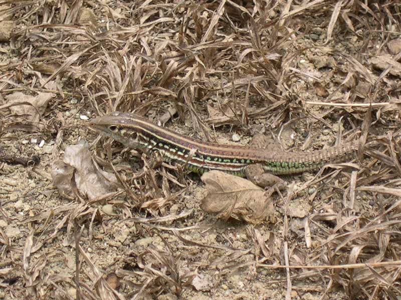 mystery lizard