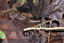 big eyed snake