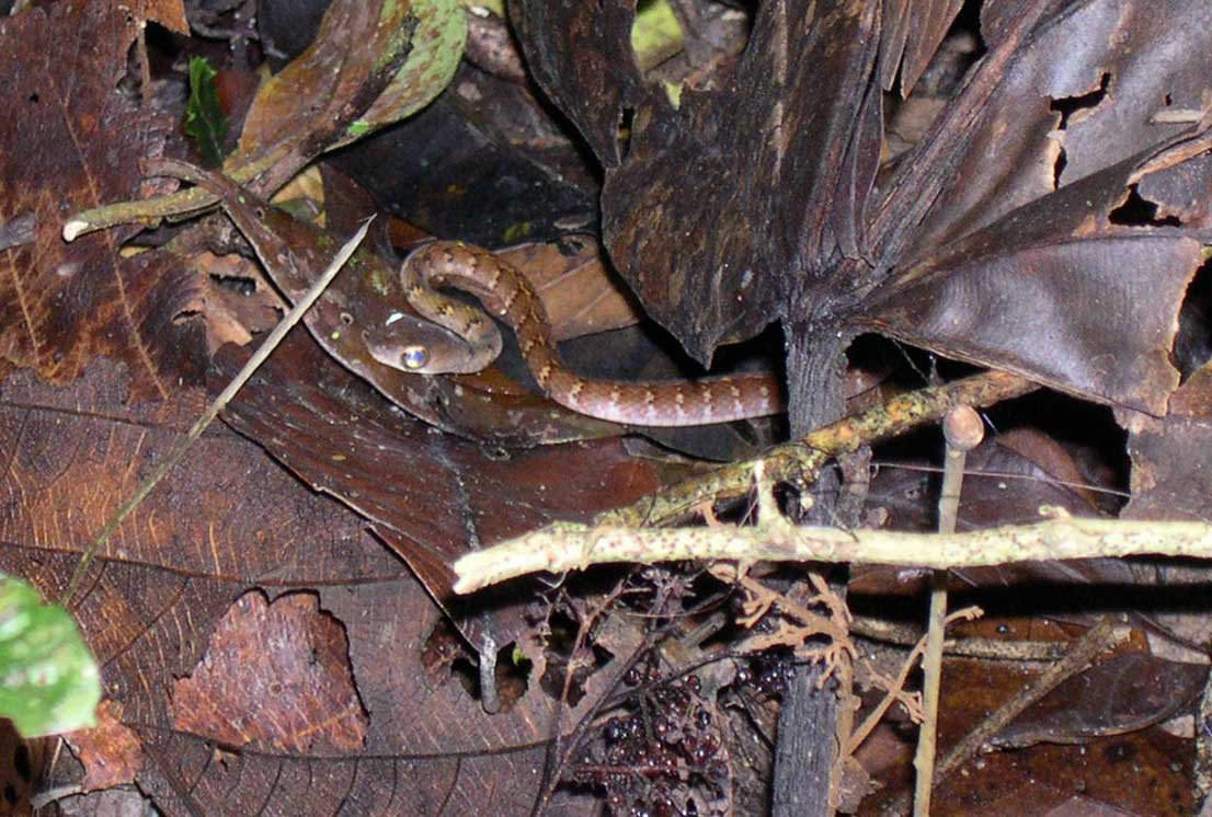 big eyed snake