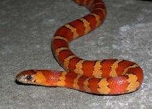 orange '04 male