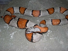 female alterna