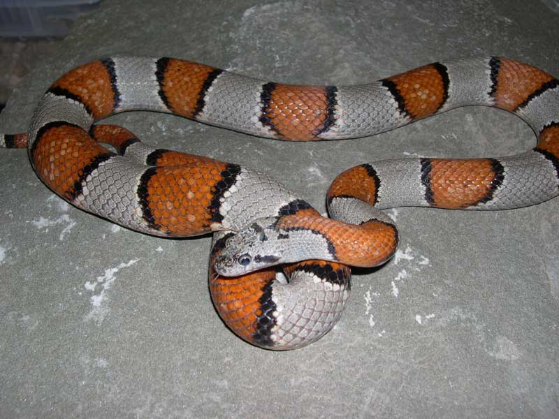 female alterna