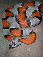 Loma Alta 277 female alterna