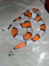 277 female alterna