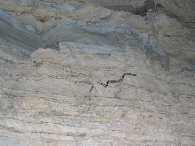 Langtry Emory's Ratsnake
