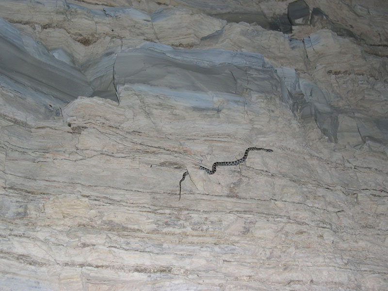 Langtry Emory's Ratsnake