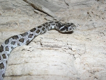 Langtry Emory's Ratsnake