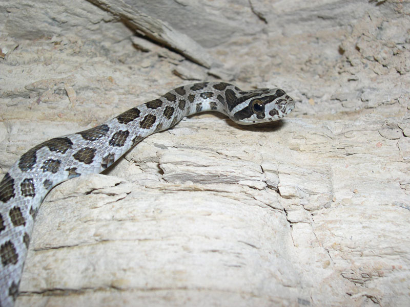 Langtry Emory's Ratsnake