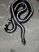 Striped Cali female