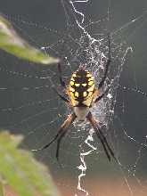 Garden spider