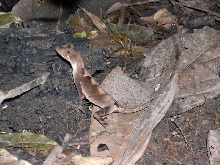 mystery anole