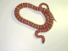 orange thayeri male milksnake