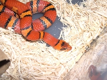 Orange Milksnake thayeri
