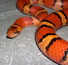 orange '02 male thayeri
