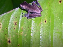 mystery treefrog