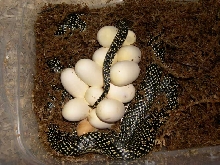Speckled king with eggs