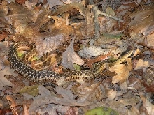Backyard snake Virginia, US
