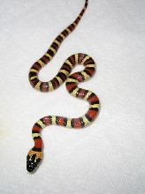 Thayeri 0701 male