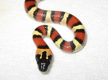 Thayeri 2007 male