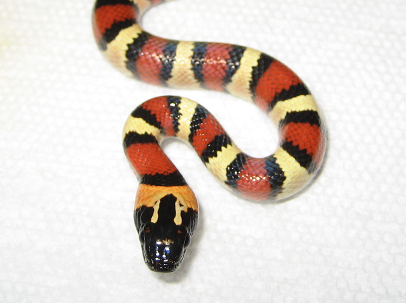 Thayeri 2007 male