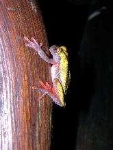 Variable Clown Tree Frog