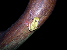 Variable Tree Frog