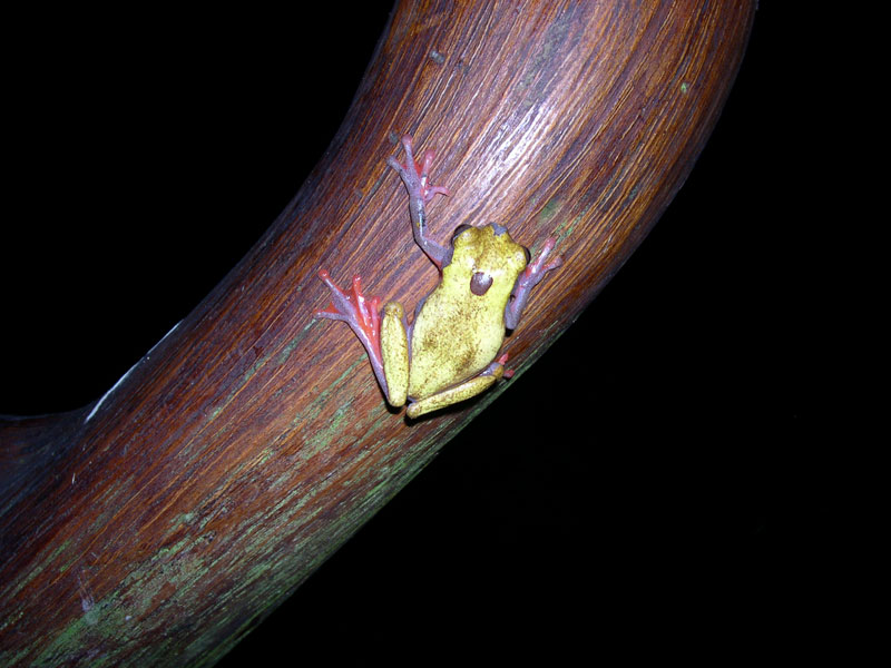Variable Tree Frog