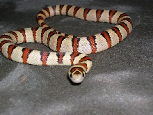 Cream Thayeri Female