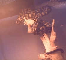 Ivy, my JCP