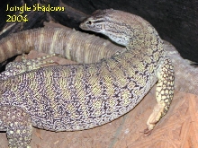 flaviX